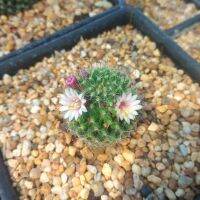 ?แมมพิค็อก? Mammillaria peacock   ขนาด 3 ซม. ต้นแคคตัส ต้นกระบองเพชร (กรุณาอ่านรายละเอียดก่อนทำการสั่งซื้อครับ)