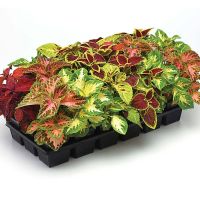 50 เมล็ด เมล็ดพันธุ์ ฤาษีผสม Coleus Seed อัตรางอก 80-90%