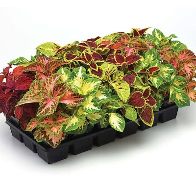 50 เมล็ด เมล็ดพันธุ์ Seeds Bonsai ฤาษีผสม Coleus Seed อัตราการงอก 80-90% มีคู่มือปลูก