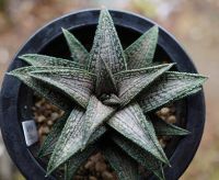 50 เมล็ดพันธุ์ เมล็ด ซักคิวเลนต์ หรือ ไม้อวบน้ำ กระบองเพชร ฮาโวร์เทีย (Haworthia) Succulent seeds อัตราการงอก 80-85%