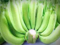 แพคละ 50 ใบ ถุงห่อกล้วย ถุงห่อกล้วยหอม ถุงคลุมกล้วย ถุงห่อกล้วยพลาสติกฟ้า ขนาด 76x115 ซม. เกรด A เนื้อหนา ใช้ซ้ำได้  375 บาท. 