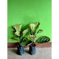 Pro +++ ต้นไทรใบสักFiddle Leaf Fig ต้นไม้ฟอกอากาศ เพาะเมล็ด ขนาดไม่เกิน 50 ซม ราคาดี พรรณ ไม้ น้ำ พรรณ ไม้ ทุก ชนิด พรรณ ไม้ น้ำ สวยงาม พรรณ ไม้ มงคล