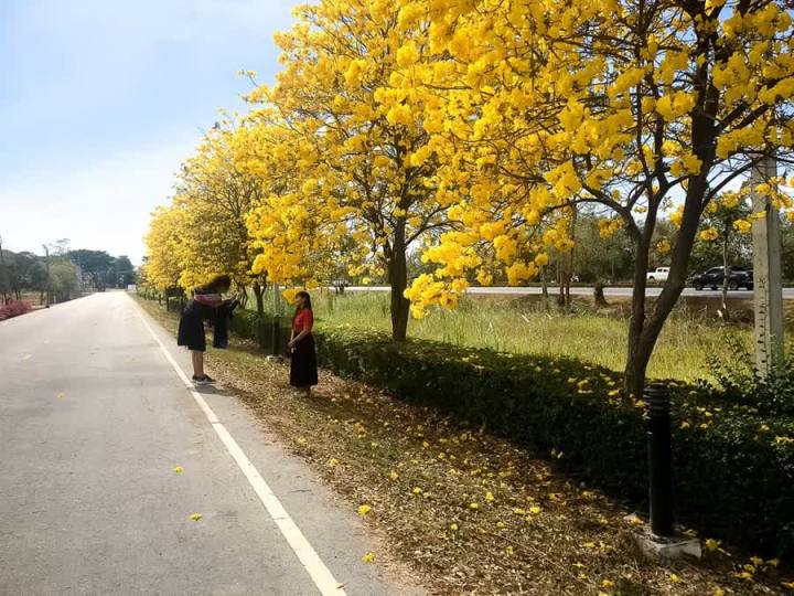 ต้นพันธุ์เหลืองเชียงราย-ออกดอกสีเหลืองบานสะพรั่ง-สวยงามมาก-ถุงดำ-59-บาท