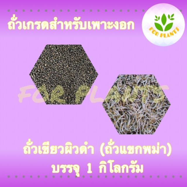 forplants-ถั่วเขียวผิวดำ-ถั่วแขก-ถั่วแขกพม่า-บรรจุ1กิโลกรัม-ถั่วเพาะงอก-ถั่วแขกเพาะงอก-ดัขนีการงอกสูง-สำหรับ-เพาะถั่วงอก