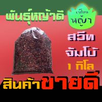 เมล็ดพันธุ์หญ้า สวีทจัมโบ้ 1 กิโลกรัม ปลูกเลี้ยงสัตว์ เมล็ดหญ้า หญ้าสวีทจัมโบ้ ปลูกหญ้า หญ้าวัว