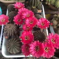 เมล็ดโลบิเวีย Lobivia cactus 20 เมล็ด mixed