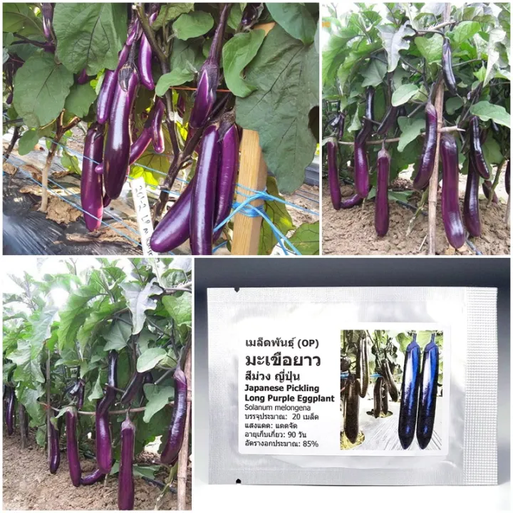 เมล็ดพันธุ์ มะเขือยาว สีม่วงญี่ปุ่น Japanese Pickling Eggplant Seed 20