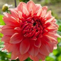 1 หัว/ชุด รักเร่ Dahlia Bulb สายพันธุ์ Fairway Spur หัวรักเร่ ดอกไม้ หัวหน่อ เหง้า นำเข้า เนเธอร์แลน หัวสดใหม่