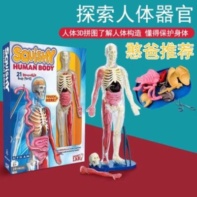 The smartlab human body skeleton model bone structure internal medicine the human body skeleton model teaching toys