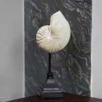 C&amp;C HOME Nautilus Shell on Stand เปลือกหอย เปลือกหอยตกแต่งบ้าน ของตกแต่งบ้าน เปลือกหอยเรซิ่น ตกแต่งบ้าน เปลือกหอยเสือ