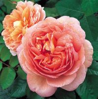 กุหลาบ พันธุ์ Abraham Darby Rose Seeds30 เมล็ดพันธุ์ Garden Seed  ดอกใหญ่ สินค้านำเข้า