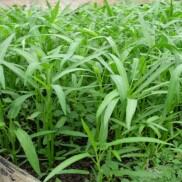 Seeds Hạt giống Rau muống lá tre, đóng gói 50gr, dễ trồng, năng suất cao
