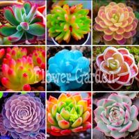 เมล็ดพันธุ์ ไม้อวบน้ำ Succulent mix 20 เมล็ด