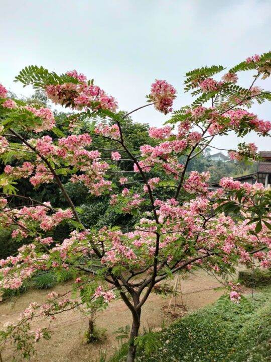 Pohon Flamboyan Vermilion Flamboiyan Pink 3 Meter Tanaman | Lazada ...