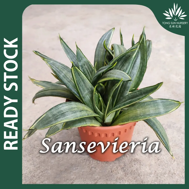 TSN Sansevieria Silver Frost 虎尾兰 Sansevieria Snake Plant Lidah Buaya ...