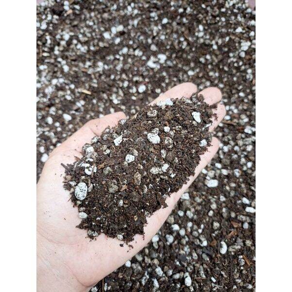 Cactus and Succulent Soil Mix (3 kilos) Lazada PH