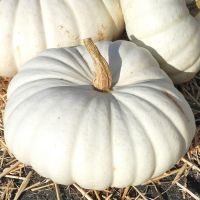 เมล็ดพันธุ์ ฟักทอง โบเออร์ฟอร์ด (Flat White Boer Ford Pumpkin Seed) บรรจุ 5 เมล็ด คุณภาพดี ของแท้ 100%