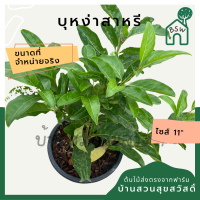 บุหงาส่าหรี กระถาง 11 นิ้ว ต้นบุหงาส่าหรี เป็นไม้แดด fiddle wood มีดอกสวย