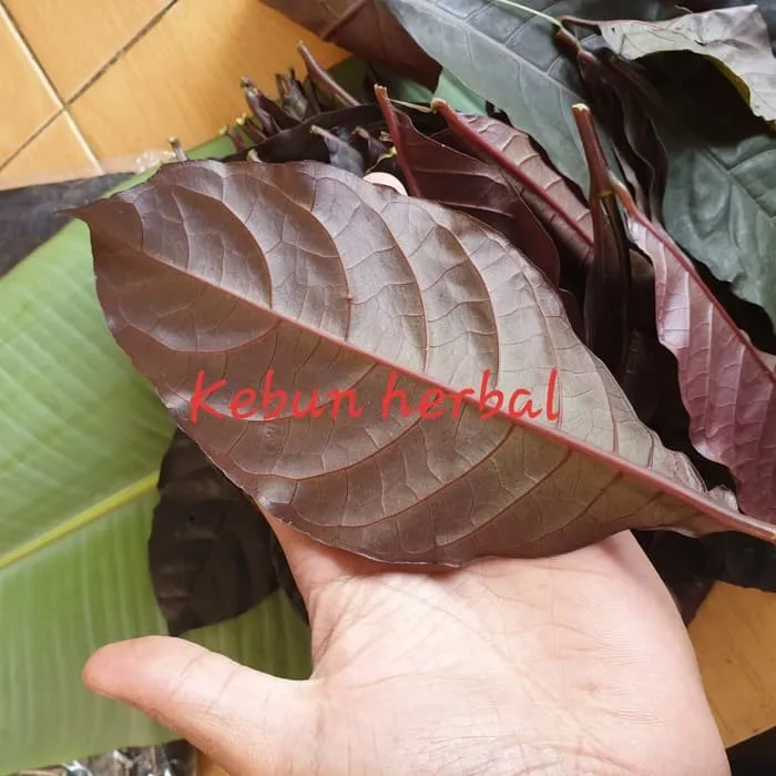 Herbal Daun Handeuleum Atau Daun Ungu Segar Herbal Lazada Indonesia