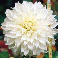 1 หัว/ชุด รักเร่ Dahlia สายพันธุ์ White Perfection หัวรักเร่ ดอกไม้ หัวหน่อ เหง้า นำเข้า เนเธอร์แลน หัวสดใหม่