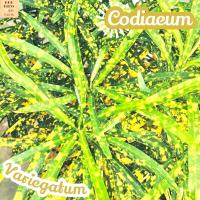 [โกสน แส้ม้า] Codiaeum Variegatum ไม้ใบ ไม้ดอก ไม้ฟอก ไม้สี ไม้แดด ใบสวย ต้นไม้ ไม้ประดับ ไม้ทน ของขวัญ