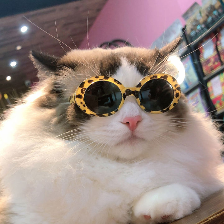 cool-lovely-pet-cat-dog-glasses-eyewear-dog-sunglasses