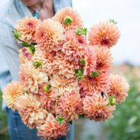 1 หัว/ออเดอร์ รักเร่ Dahlia Flower Bulb สายพันธุ์ Ferncliff Copper หัวรักเร่ ดอกไม้ หัวหน่อ เหง้า นำเข้า เนเธอร์แลน หัวสดใหม่