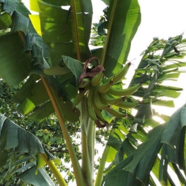 ต้นกล้วยงาช้าง-พร้อมส่งทุกต้นสวยๆครับ
