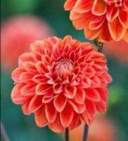 1 หัว/ออเดอร์ รักเร่ Dahlia Bulb สายพันธุ์ Blitzer หัวรักเร่ ดอกไม้ หัวหน่อ เหง้า นำเข้า เนเธอร์แลน หัวสดใหม่