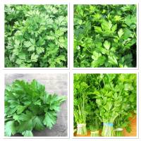 เมล็ดพันธุ์ พาสเลย์ อิตาเลี่ยน ใบใหญ่ (Flat Leaf Italian Parsley Seed) บรรจุ 200 เมล็ด ใบใหญ่ กลิ่นหอม ปลูกง่าย โตไว รสชาติดี