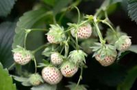 เมล็ดพันธุ์ Garden Seeds Strawberry สายพันธุ์ Pineberry 50 เมล็ด เมล็ดพันธุ์ Garden Seedsนำเข้าจาก ยุโรป