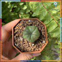 Astrophytum fukuryo 5พู แทรก ,super kabuto หน้าสวยๆเข้มๆ ยอดขายดีอันดับหนึ่ง