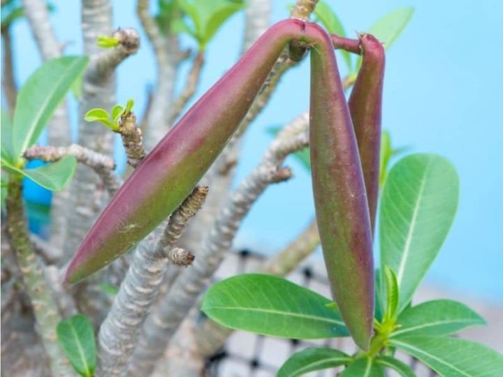 2-เมล็ด-เมล็ดพันธุ์-ชวนชม-สายพันธุ์-ambretta-สีม่วง-bonsai-desert-rose-adenium-seed-กุหลาบทะเลทราย-ราชินีทะเลทราย-บอนไซ-มีคู่มือปลูก