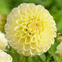 เมล็ดพันธุ์ Bonsai Seeds dahlia pinnata pompon 30 เมล็ด เมล็ดพันธุ์ Bonsai Seedsนำเข้าจาก อังกฤษ