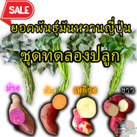 ยอดพันธุ์มันหวานญี่ปุ่น ชุดทดลองปลูก 4 สายพันธุ์ (สายพันธุ์ละ10ยอด) รวมทั้งหมด 40 กิ่งพันธุ์  ฝากกดติดตามร้านค้าด้วยนะ มีส่วนลดให้เด้อ