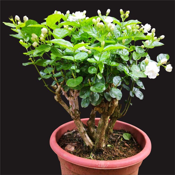 โปรโมชั่น-เมล็ดพันธุ์-ต้นมะลิ-jasmine-seeds-ต้นไม้มงคล-ต้นไม้ฟอกอากาศ-บอนไซ-ต้นไม้-พันธุ์ไม้ดอก-ต้นไม้ประดับ-บรรจุ-50-เมล็ด-ราคาถูก-ม่าน-แอร์-ม่าน-ลม-กั้น-แอร์-แอร์-ม่าน-อากาศ
