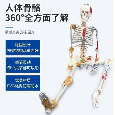 Small white skeleton model of human body medical skeleton skeleton spine 85 cm disc ligament with neuromuscular staining