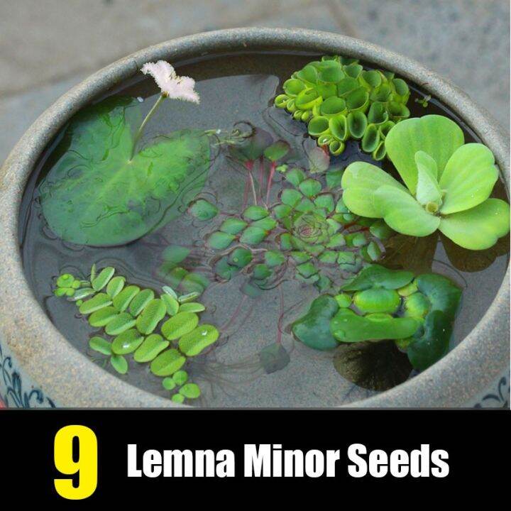 100Pcs 9 Types Aquatic Plant Seeds Water Plant Seeds Pond Plants ...