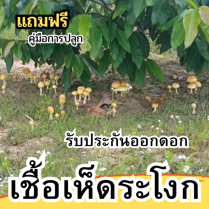 หัวเชื้อเห็ดระโงก-เชื้อเห็ด-แบบเข้มข้น-หมักจนเป็นจุลินทรีย์ฮอโมน-รับประกันออกดอก-เชื้อเห็ดสูตรเข้มข้น