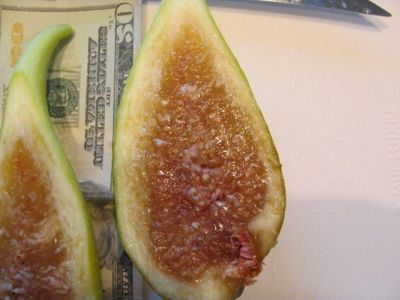 10 เมล็ด เมล็ดมะเดื่อฝรั่ง Figs สายพันธุ์ Chicago Hardy (ซิคาโก้ ฮาดี้) ของแท้ 100% มะเดื่อฝรั่ง หรือ ลูกฟิก (Fig) อัตรางอก 70-80% Figs seeds มีคู่มือวิธีปลูก
