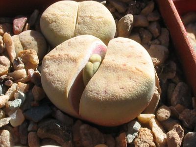 20 เมล็ด ไลทอป กระบองเพชร ไม้อวบน้ำ กุหลาบหิน แคคตัส ไม้หิน Living Stones Lithops สายพันธุ์ vallis-mariae