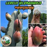 เมล็ดจามาคารูหนามกุด Cereus Hildmanianus ไม้ลำทานผลได้ รสชาติหวานหอมอร่อยละลายในปาก อร่อยจนแทบอยากกลืนลิ้น เพาะเมล็ด 3-4 ปีเริ่มติดผล