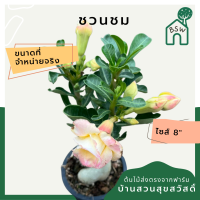 ต้นชวนชม ขนาด 8 นิ้ว ไม้โขดสวย ทนแดดจัดได้ดีมาก ไม่ต้องรดน้ำเยอะ ชอบแล้งๆ