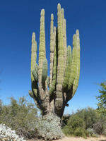 Pachycereus pringlei (Mexican Giant Cardon) (10 เมล็ด)