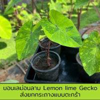 บอน บอนเลม่อนลาม Lemon lime gecko ส่งทั้งกระถางแบบตะกร้า สูงประมาณ 20-30เซ็นติเมตร