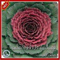 10 เมล็ด กะหล่ำประดับโอซาก้าสีแดง Red Osaka Ornamental Cabbage กะหล่ำประดับ เมล็ดกะหล่ำ ปูเล่ เมล็ดกะหล่ำประดับ คะน้า กะหล่ำ