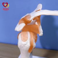 The human body skeleton model 1:1 the shoulder joint model simulation bonesetting medical assembles toy teaching removable