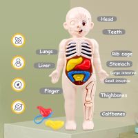 3D Montessori Puzzle Mannequin Human Anatomy Model Childrens Learning Organs Toys Educational Body Learning Tools