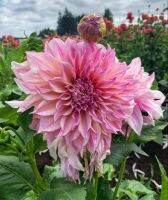 20 เมล็ดพันธุ์ รักเร่ Dahlia Seeds สายพันธุ์ ISLANDER สีม่วง รักเร่ รักแรกพบ ดอกไม้แห่งมิตรภาพ ความรักเริ่มต้น เพาะเลี้ยงง่าย ตั้งโต๊ะทำงาน