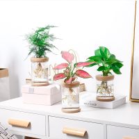 【CC】 Hydroponic Pot Imitation Glass Vase Transparent Soilless Pots for Decoration